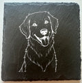 Golden Retriever 2